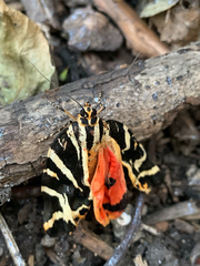 Euplagia quadripunctaria