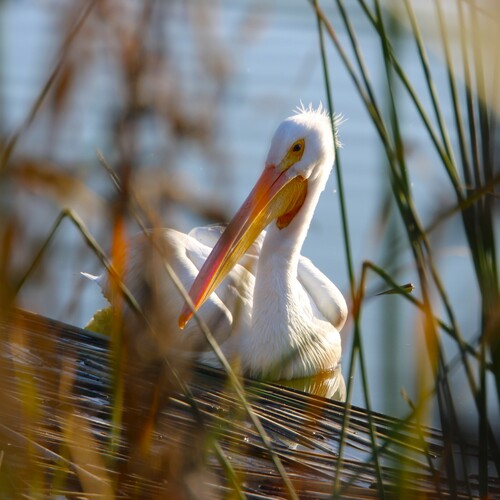 iNaturalist observation photo of American White Pelican
