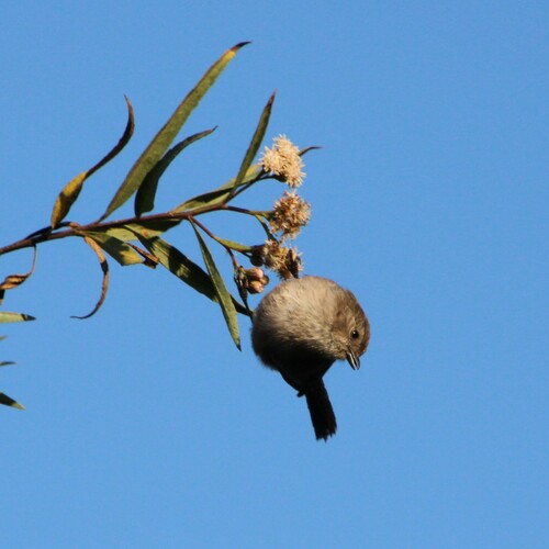 iNaturalist observation photo of Bushtit
