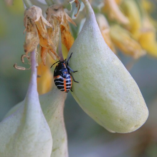 iNaturalist observation photo of Harlequin Bug