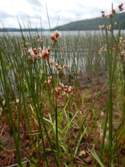 Juncus militaris