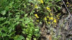 Lapsana communis intermedia