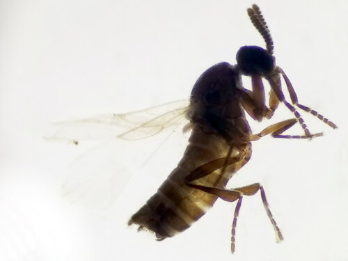 Ectaetia clavipes