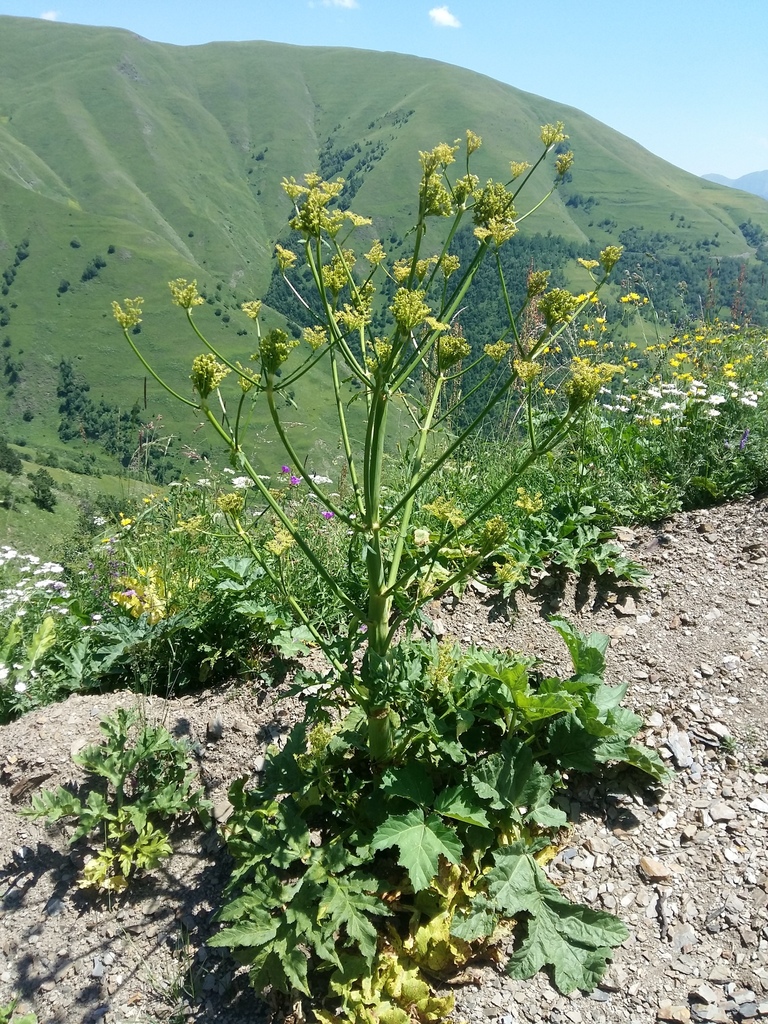 Xanthogalum