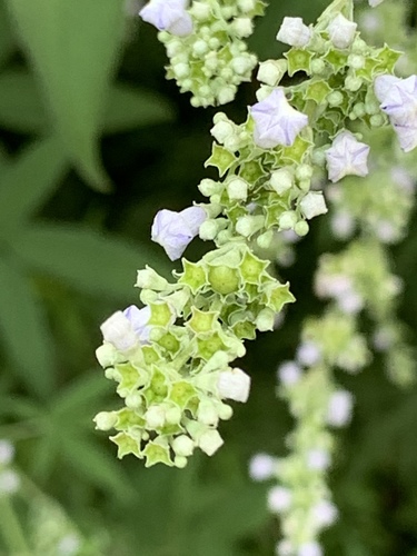 Vitex negundo