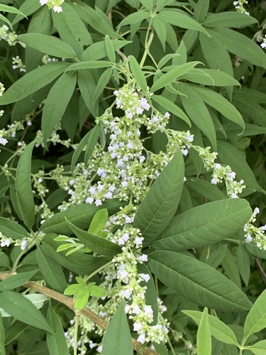 Vitex negundo