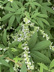 Vitex negundo