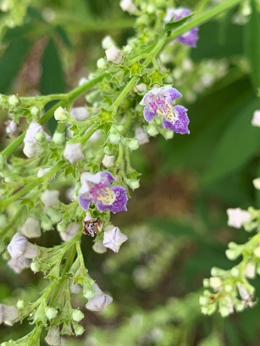 Vitex negundo