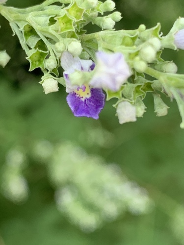 Vitex negundo