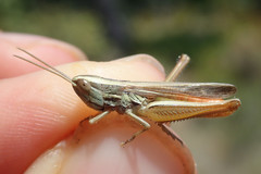 Euchorthippus chopardi