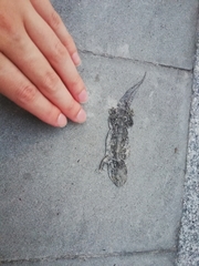 Tarentola mauritanica
