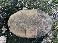 Sternotherus odoratus