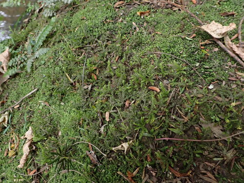 Camptochaete deflexa observed 2024-10-13