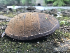 Sternotherus odoratus