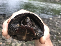 Sternotherus odoratus