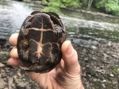 Sternotherus odoratus
