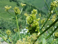 Xanthogalum tatianae