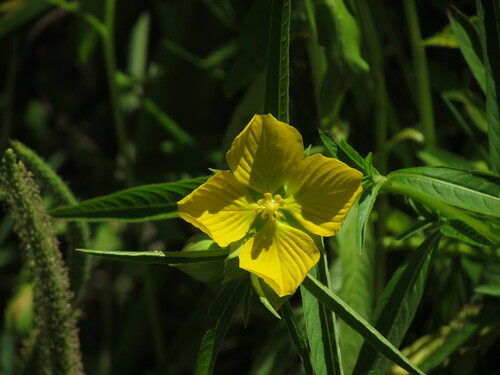 Image of Ludwigia bonariensis by (c) Matias Cabezas, some rights reserved (CC BY)