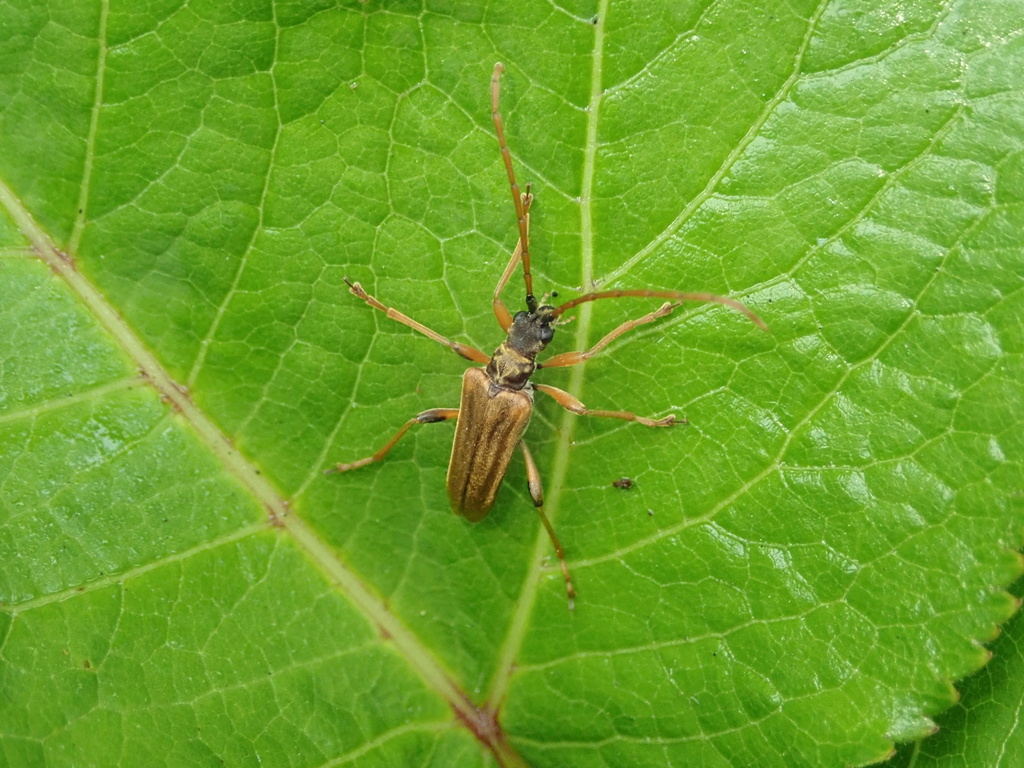 Toxotinus reinii
