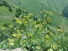 Xanthogalum tatianae