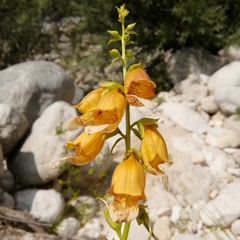 Digitalis laevigata