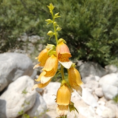 Digitalis laevigata