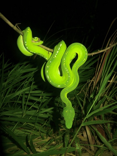Southern Green Python sighting