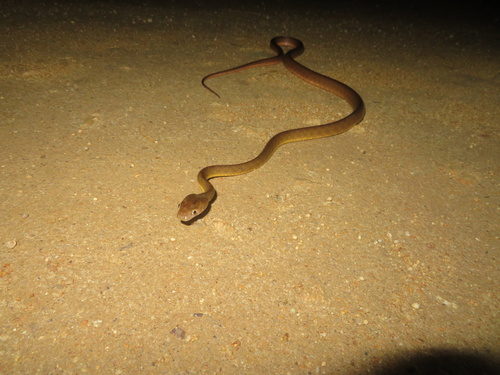 Brown Tree Snake sighting