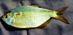 Twospot Astyanax photo 2