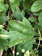 Cercospora hydrangeae