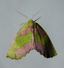 Drepanogynis olivescens