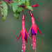 Fuchsias - Photo (c) Ariel Cabrera Foix, some rights reserved (CC BY-NC-SA), uploaded by Ariel Cabrera Foix