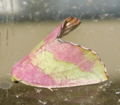 Drepanogynis olivescens