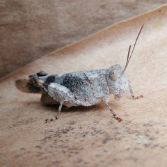 Oedipoda germanica meridionalis