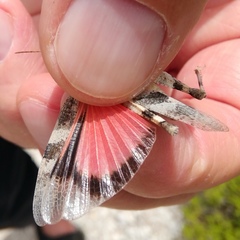 Oedipoda germanica meridionalis