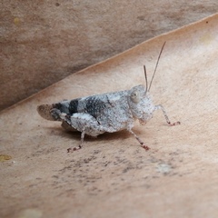 Oedipoda germanica meridionalis