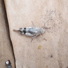 Oedipoda germanica meridionalis