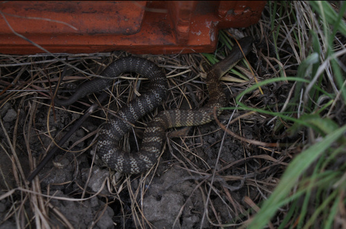 Tiger Snake sighting