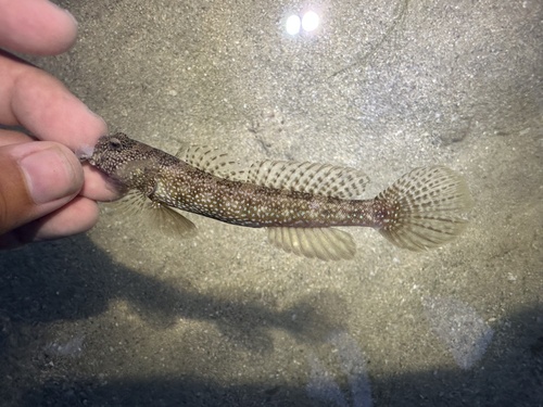 Maude's shrimpgoby (Cryptocentrus maudae) — Gobiidae — 2