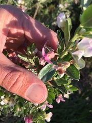 Podalyria myrtillifolia