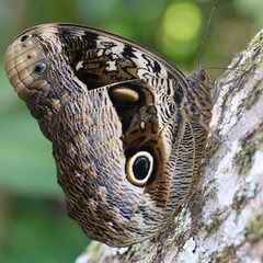 Caligo beltrao