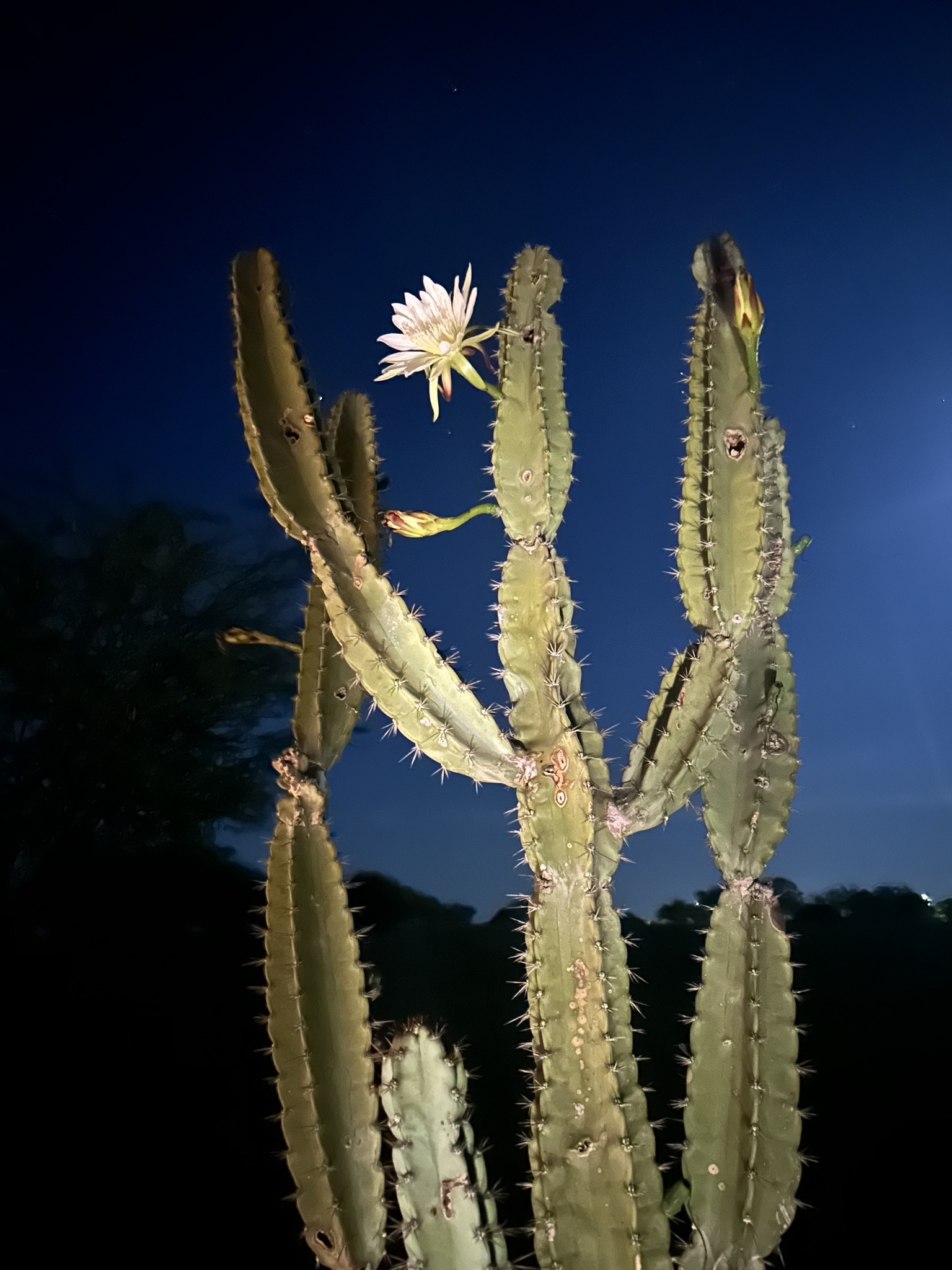 Cereus jamacaru