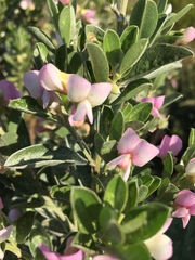 Podalyria myrtillifolia