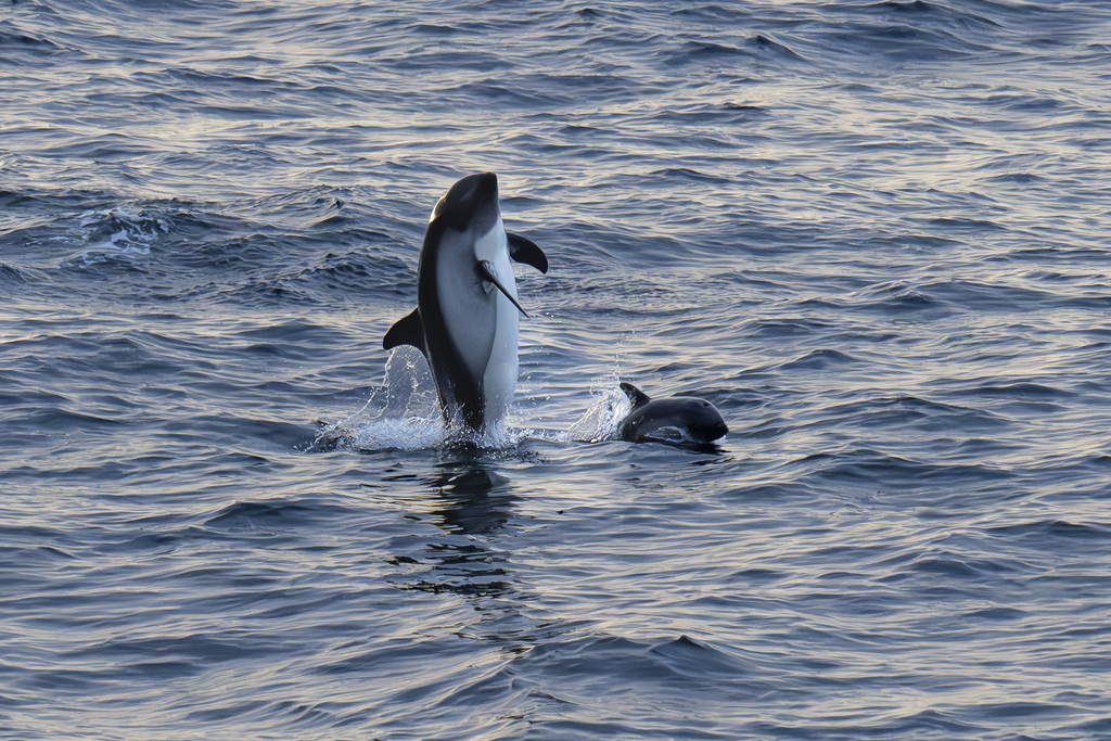 Peale's dolphin rising out of blue water with a second, smaller dolphin nearby