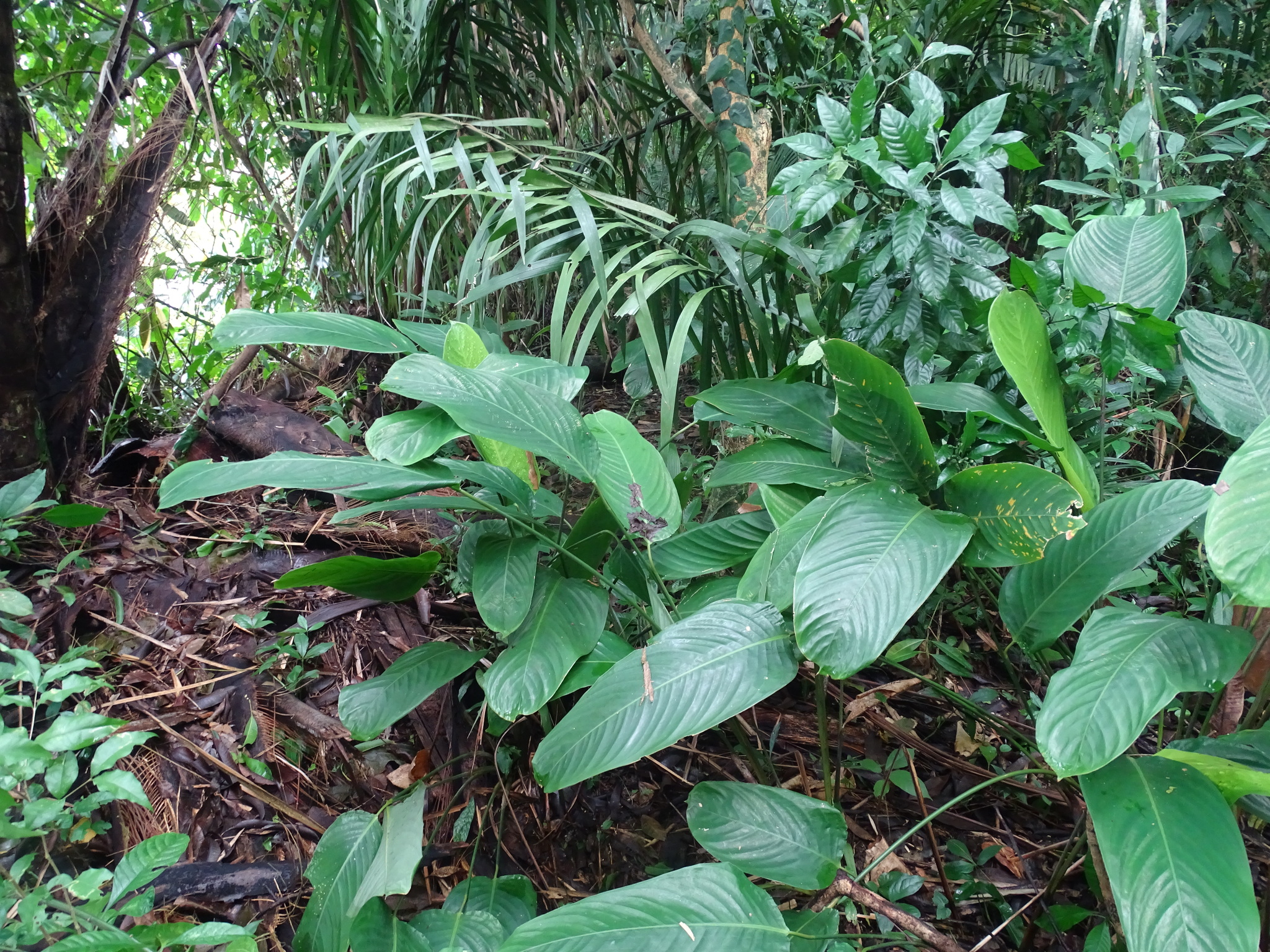 Stromanthe macrochlamys