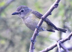 Vireo cassinii lucasanus