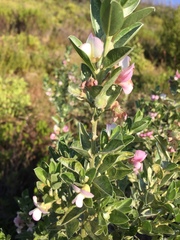Podalyria myrtillifolia