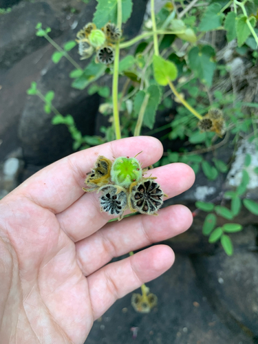 Abutilon malachroides (Abutilon malachroides)