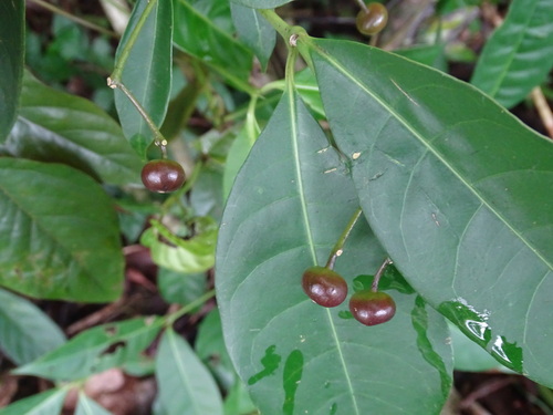 Image of Faramea occidentalis by (c) Alexis López Hernández, some rights reserved (CC BY)