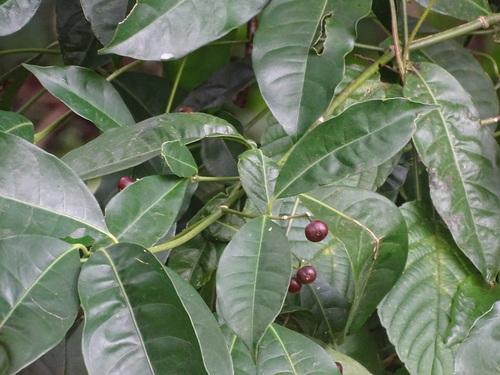 Image of Faramea occidentalis by (c) Alexis López Hernández, some rights reserved (CC BY)